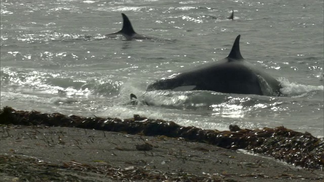 阳光斑驳的天空下，一只逆戟鲸在海滩附近的水中追逐两只海豹。/阿根廷Chubut马德林港视频下载