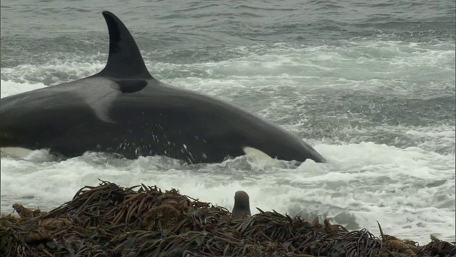 阿根廷Chubut的马德林港，虎鲸攻击水中的海豹和成堆的海藻视频下载