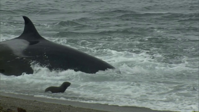 阿根廷Chubut的马德林港，逆戟鲸攻击海岸线上的海豹幼崽，其他海豹逃离攻击视频素材
