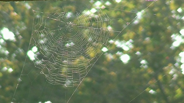 雨季湿蜘蛛网特写视频素材