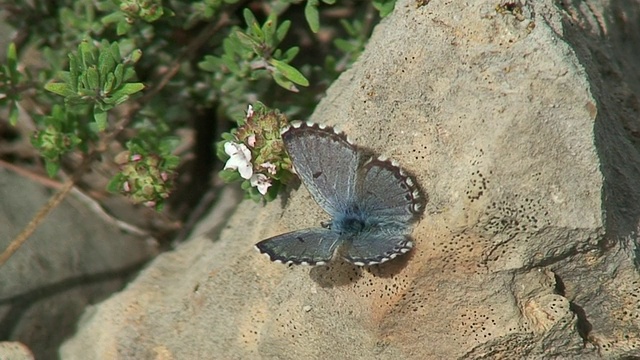 阿多尼斯蓝色的蝴蝶。视频素材