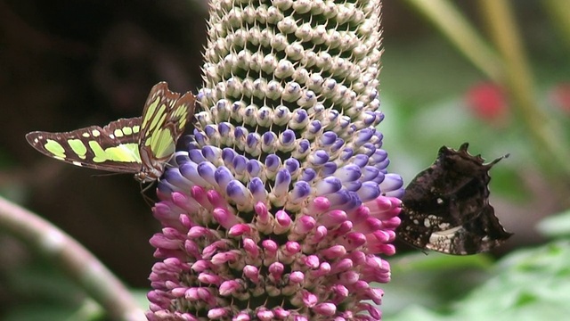 蝴蝶与热带花卉视频素材