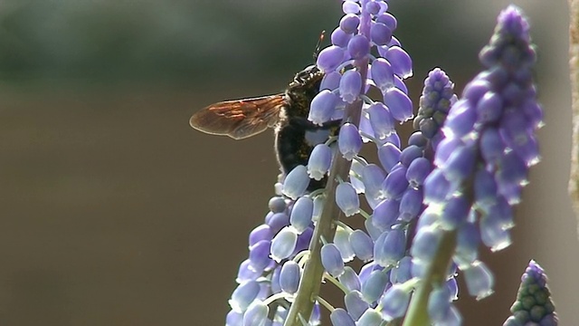 大黄蜂在花上视频下载