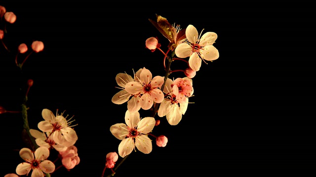 日本樱花盛开的黑色视频素材