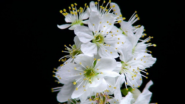 白色樱花盛开视频素材