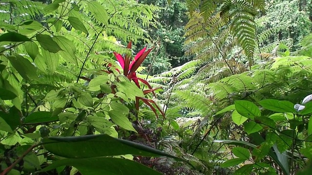 托图盖罗国家公园的丛林视频下载