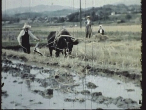 日本农村，农民在稻田里工作/热海市，日本/音频视频素材