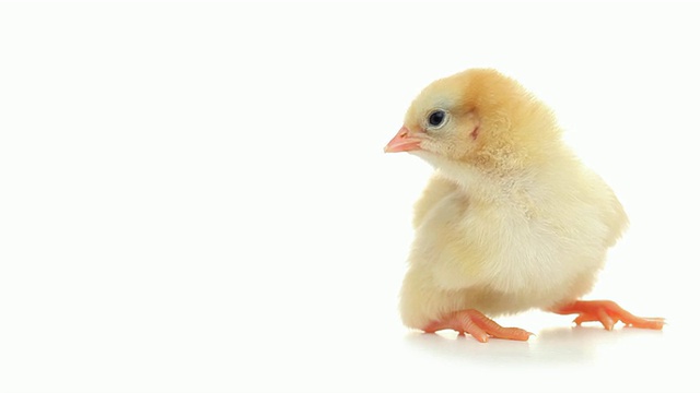 高清可爱的小鸡看起来孤立的白色视频素材