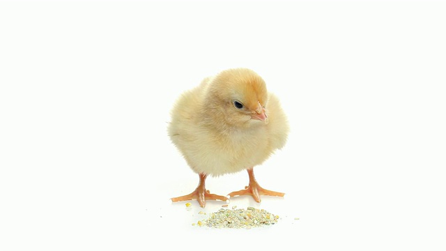 高清小鸡吃啄食孤立的白色视频素材