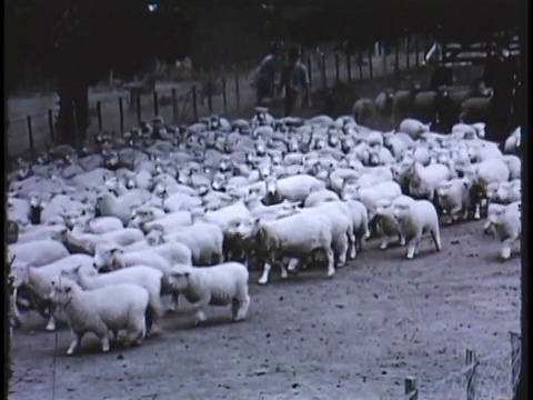 绵羊在山上吃草，农民把羊群聚集到围栏里视频素材