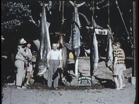 1955年蒙太奇CU WS MS男子钓鱼，把鱼从水里拉出来，一群男子站在悬挂鲨鱼和马林鱼旁边/新西兰/音频视频素材