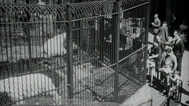 20世纪40年代B/W蒙太奇动物园的北极熊/纽约市，美国纽约视频下载