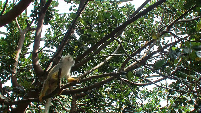 三只猴子在树上跳视频素材