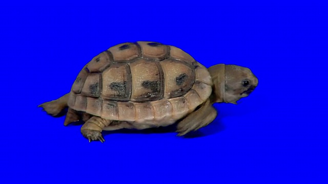 爬行龟在蓝色的背景视频素材