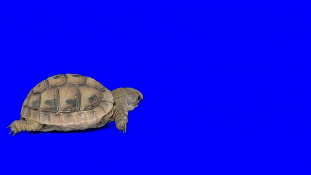 爬行龟在蓝色的背景视频素材