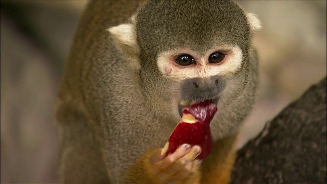 松鼠猴子吃苹果片/猴子丛林/迈阿密，佛罗里达视频素材