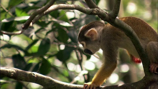 松鼠猴在树枝上行走/猴子丛林/迈阿密，佛罗里达视频素材