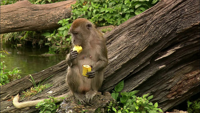 吃螃蟹的猕猴吃香蕉/猴子丛林/迈阿密，佛罗里达视频素材