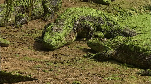长满苔藓的短吻鳄从沼泽中爬出，进入佛罗里达的埃弗格莱兹国家公园视频下载