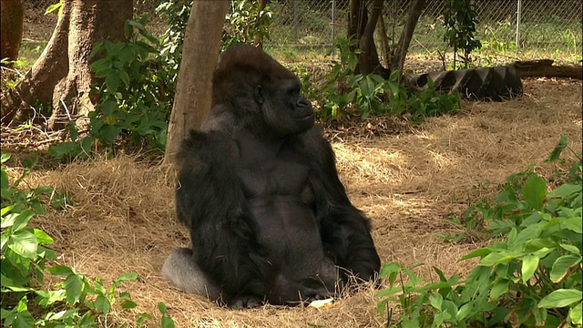 大猩猩坐在稻草上咀嚼/猴子丛林/迈阿密，佛罗里达视频素材