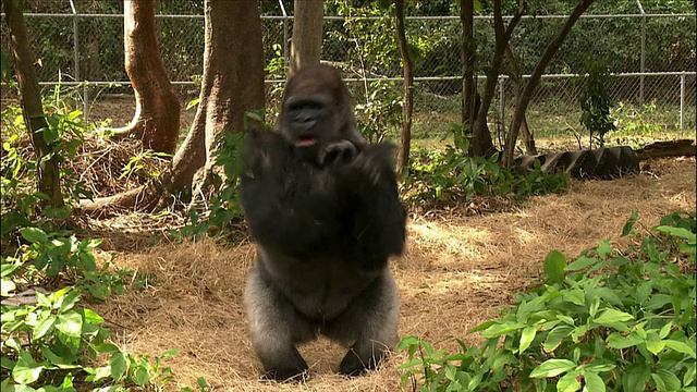 大猩猩在围栏里跳舞/猴子丛林/迈阿密，佛罗里达视频下载