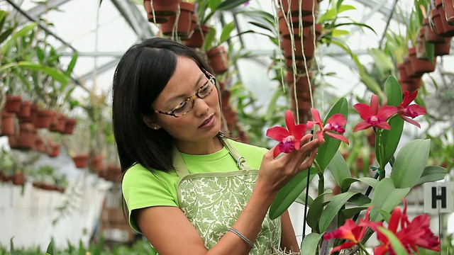 MS Florist in Greenhouse Full of orchid，巡检植物/ Richmond, Virginia, USA视频下载