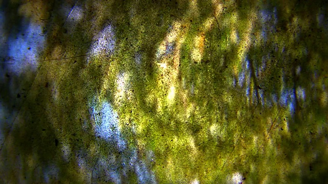 HD 1080i粗粒抽象树叶和树枝视频素材