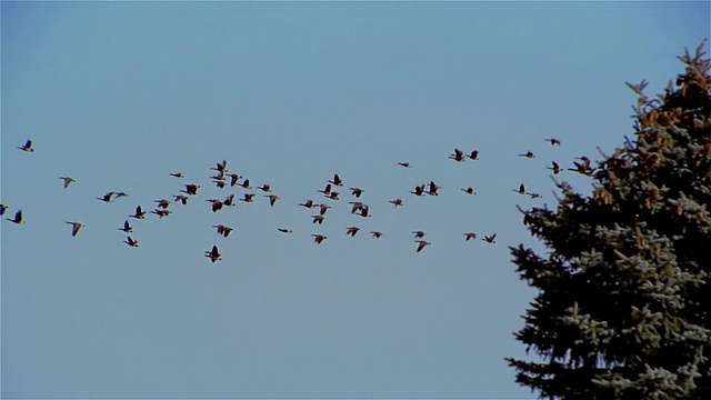 慢镜头大雁在晴朗的天空/松树后面飞翔视频下载