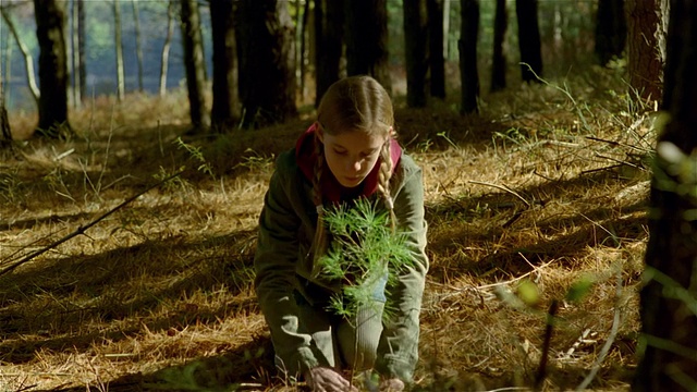 十几岁的女孩跪着用手挖洞/在洞里种树视频下载