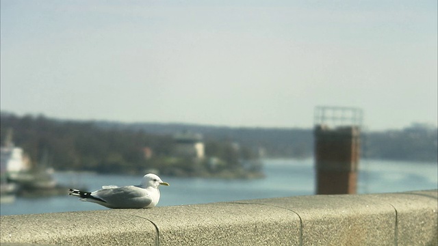 瑞典一座城市前的海鸥。视频素材