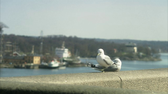 瑞典一座城市前的海鸥。视频素材