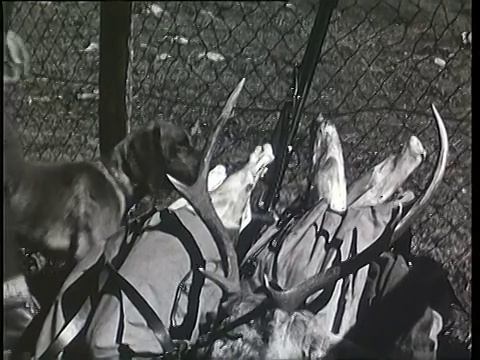 1937蒙太奇猎人从山上打猎回来，带着鹿/蒂罗尔，奥地利视频下载