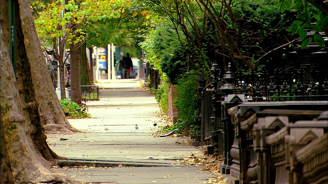 绿树成荫的街道/布鲁克林，纽约视频下载