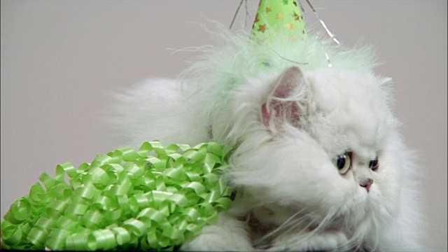 摄影棚里的波斯猫戴着派对帽视频素材
