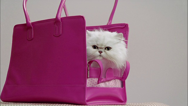波斯猫里面的粉红色肩袋承运人视频素材