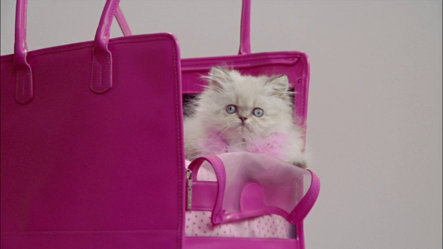 波斯小猫内粉红色的肩袋承运人视频下载