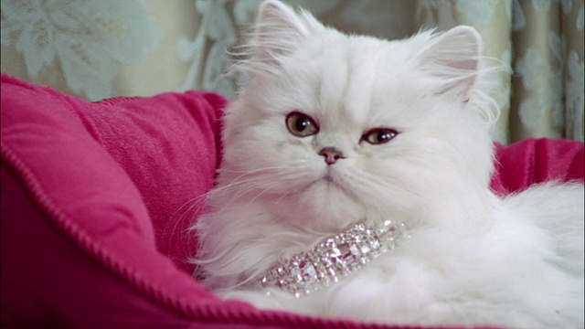 近距离的波斯猫戴着钻石项圈躺在粉红色的猫床上视频下载