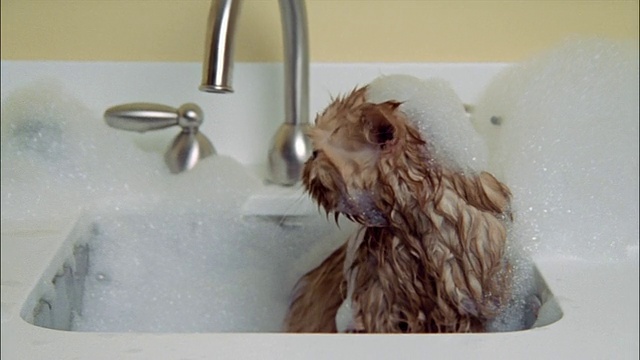 波斯猫在水池里洗澡，全身都是肥皂泡沫/摇头视频素材