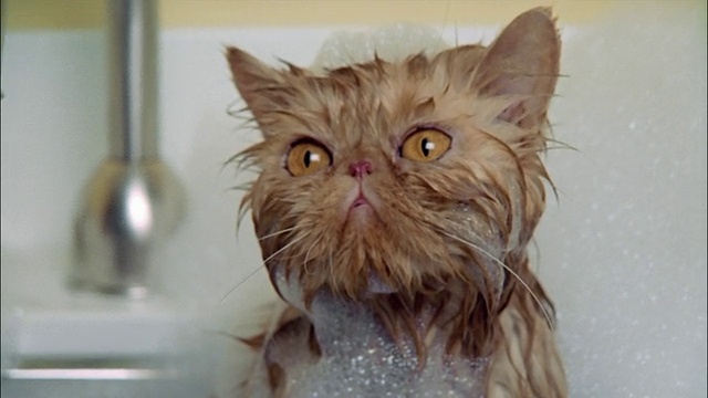 一只波斯猫在水池里洗澡，全身都是肥皂泡沫视频素材