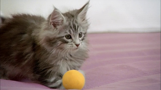 缅因猫在床上玩球视频素材
