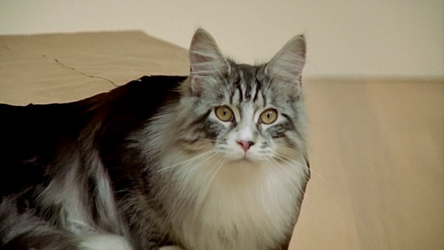 近距离肖像缅因猫坐在纸袋/缩小中等拍摄猫在袋子/加利福尼亚视频素材