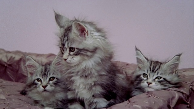 放大镜头:三只缅因猫坐在床上/加利福尼亚视频素材