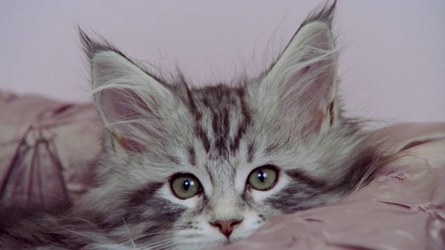 特写肖像缅因猫在床上/加利福尼亚视频素材