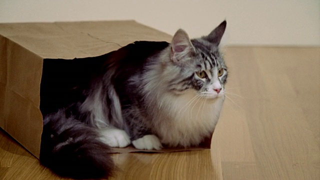 中等拍摄的缅因猫坐在纸袋/加利福尼亚视频素材