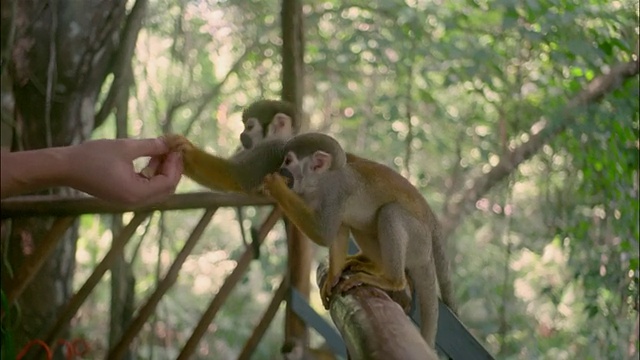 在亚马逊/巴西，一对夫妇在阳台上喂猴子视频素材
