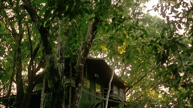 在巴西亚马逊的阿里奥亚马逊大厦，从树叶上倾斜到生态园，一对情侣在镜头前微笑并亲吻视频素材