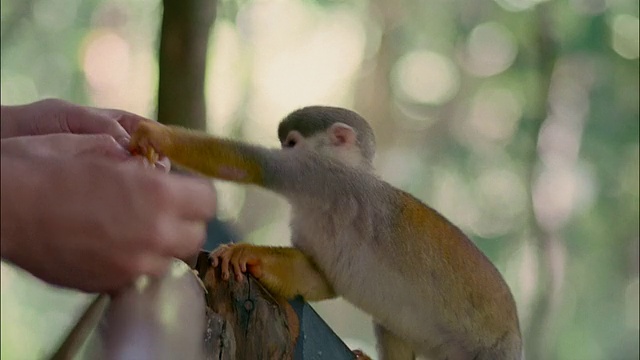 近距离观察普通的松鼠猴从人们手中吃橘子片/巴西视频素材