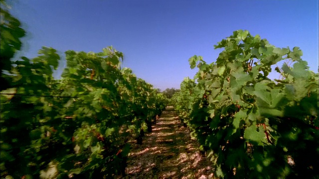 从法国格雷夫斯的奥布里昂酒庄/佩萨克酒庄的葡萄园看过去视频素材