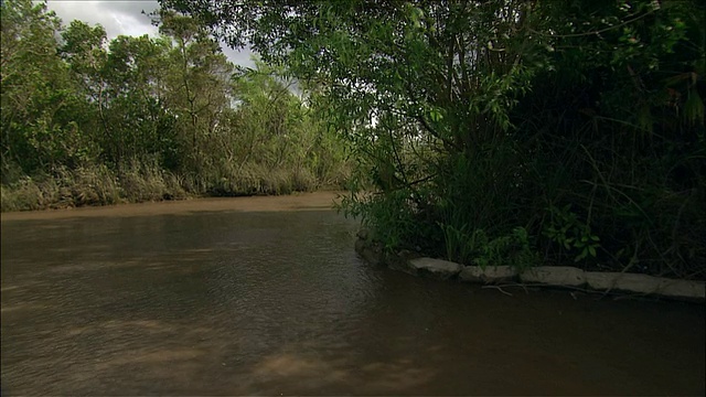 船的观点通过沼泽在阴天/佛罗里达大沼泽地视频下载