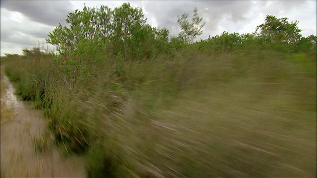 空中船的观点通过沼泽地区/佛罗里达大沼泽地视频下载